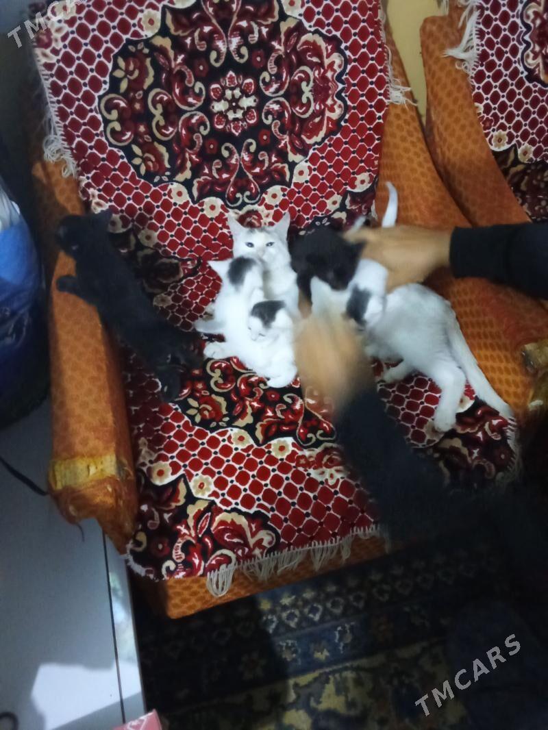 Pişik - Хитровка - img 1