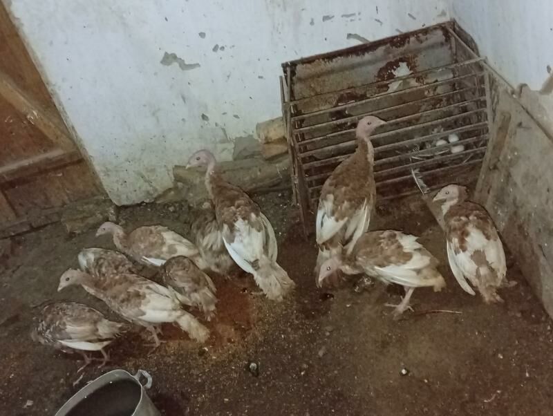 induk jujeler - Гызыларбат - img 1