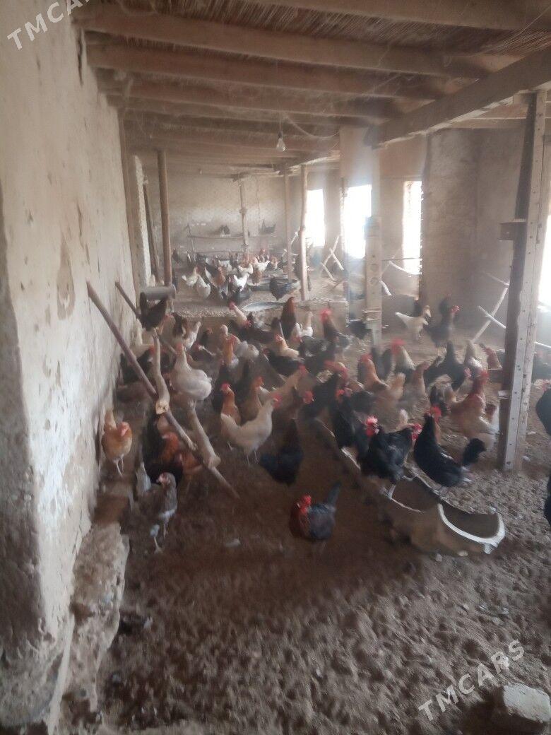 towuk - Мургап - img 1