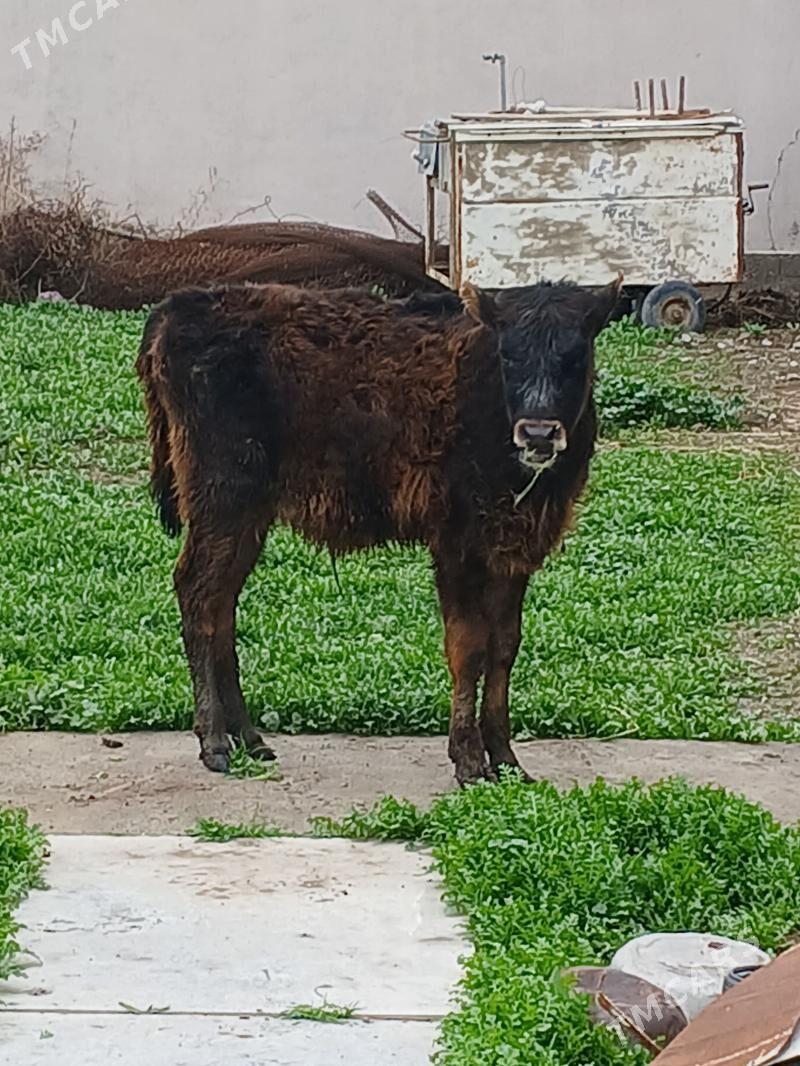 okuz - Ýalkym - img 1