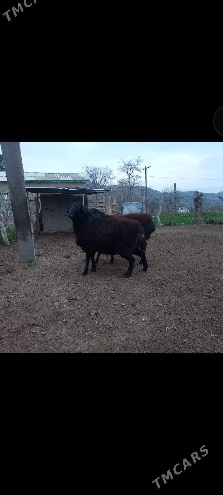 Goc - Махтумкули - img 1