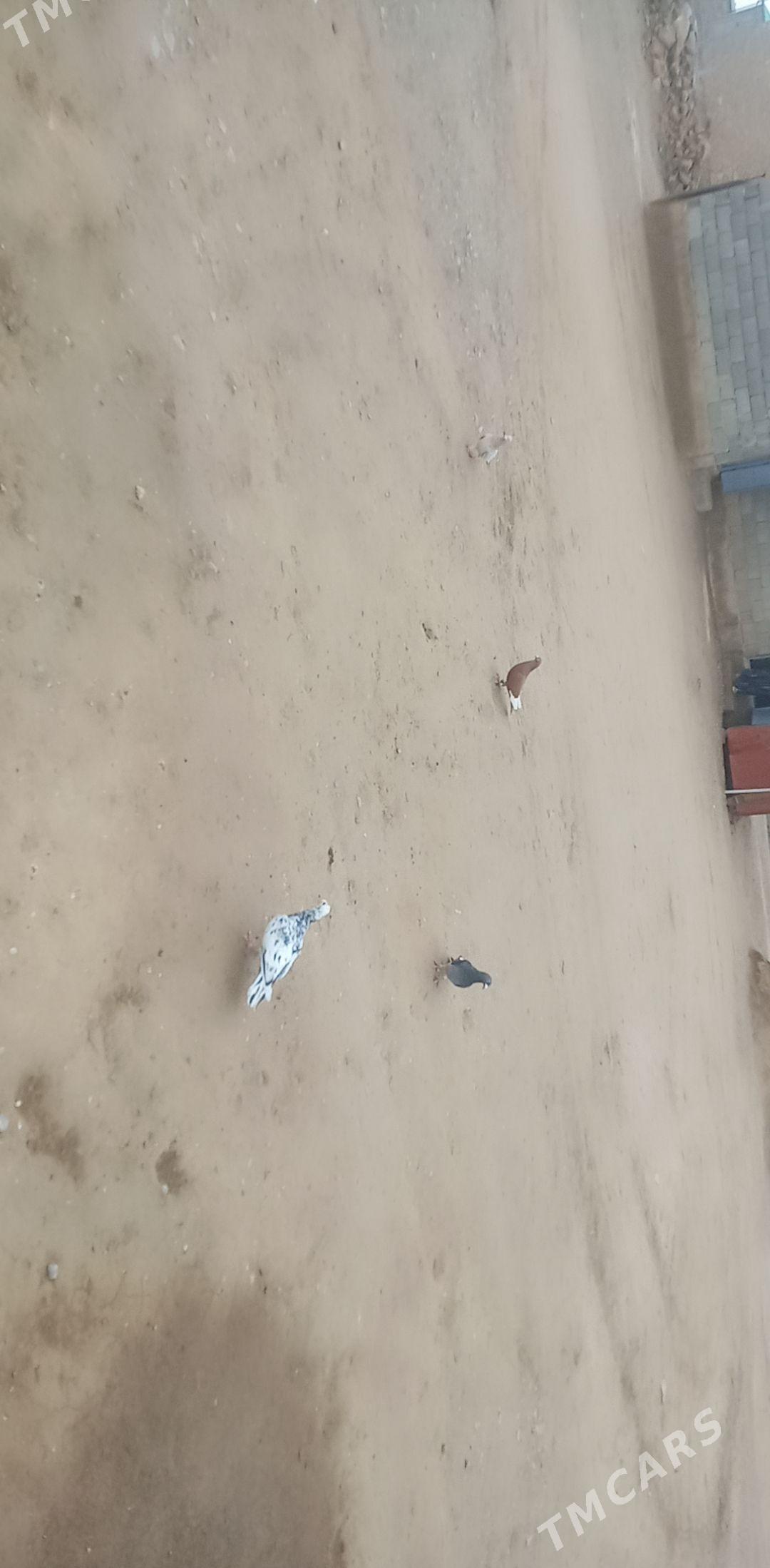 kepderi - Гызыларбат - img 1