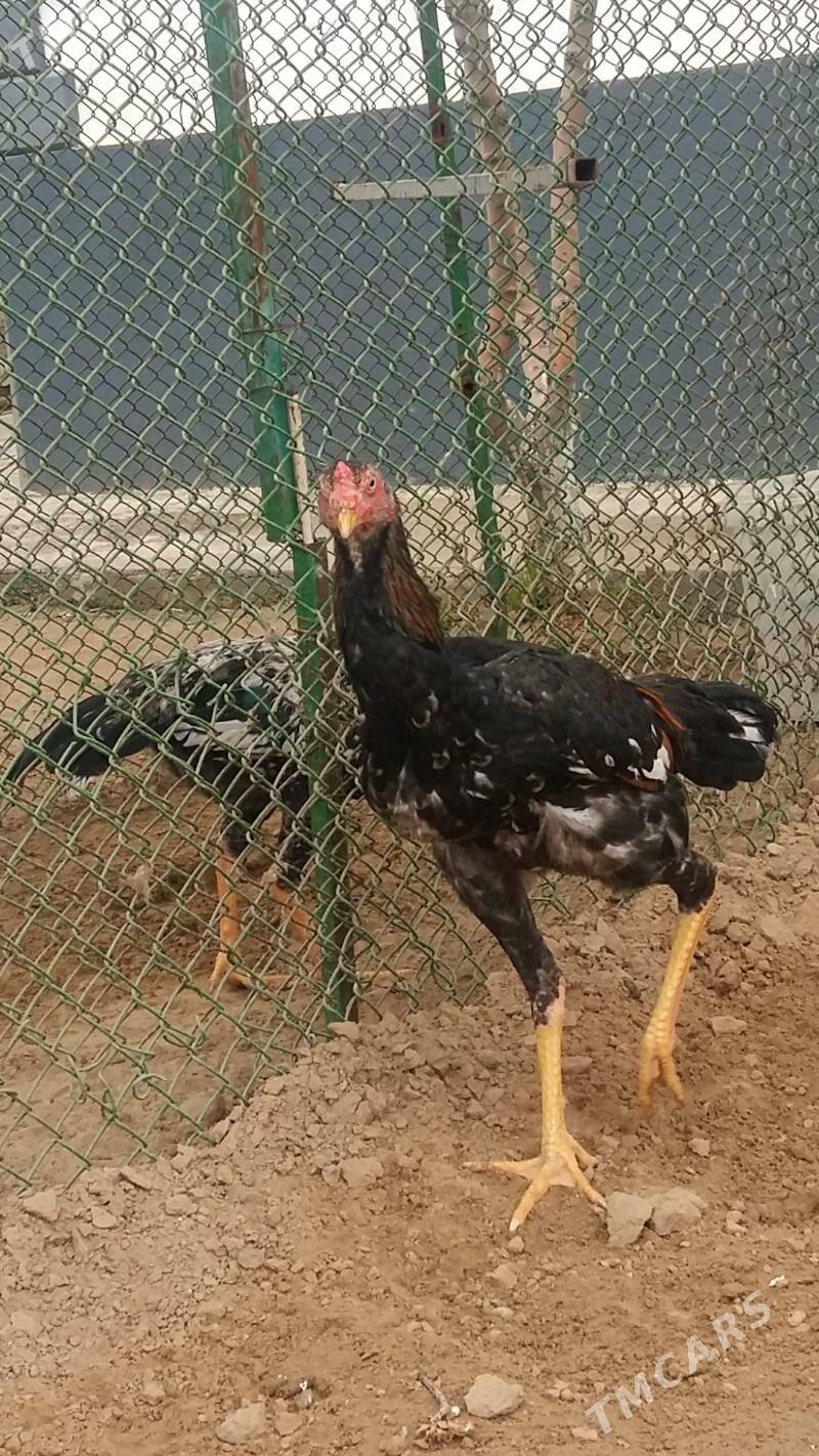 taşgent horoz - Тязе заман - img 1