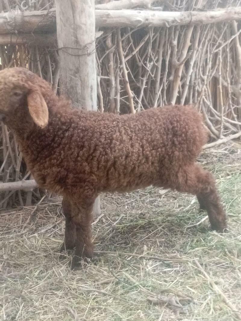 guzy - Ёлётен - img 1