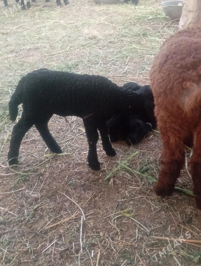 guzy - Ёлётен - img 1