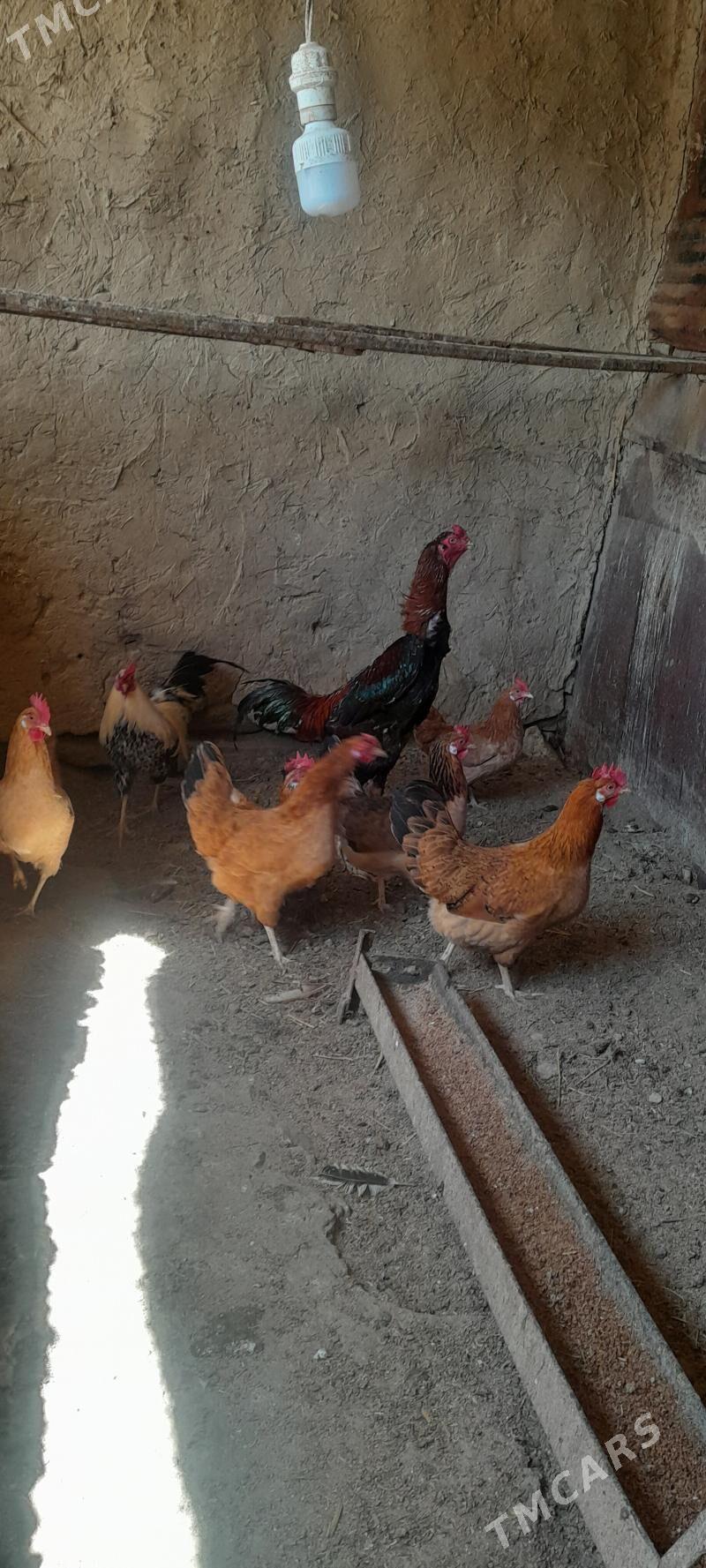 taşkent horoz - Bäherden - img 1