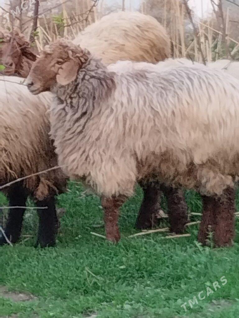 bakylan işşekler - Багир - img 1