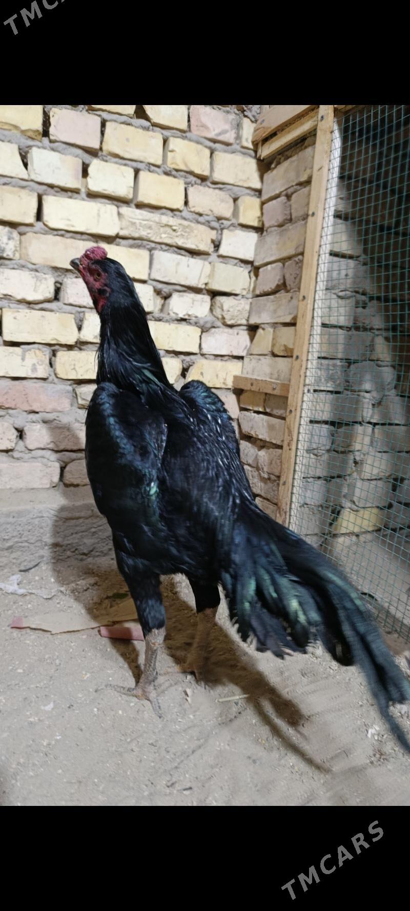 Taskent - Mary - img 1