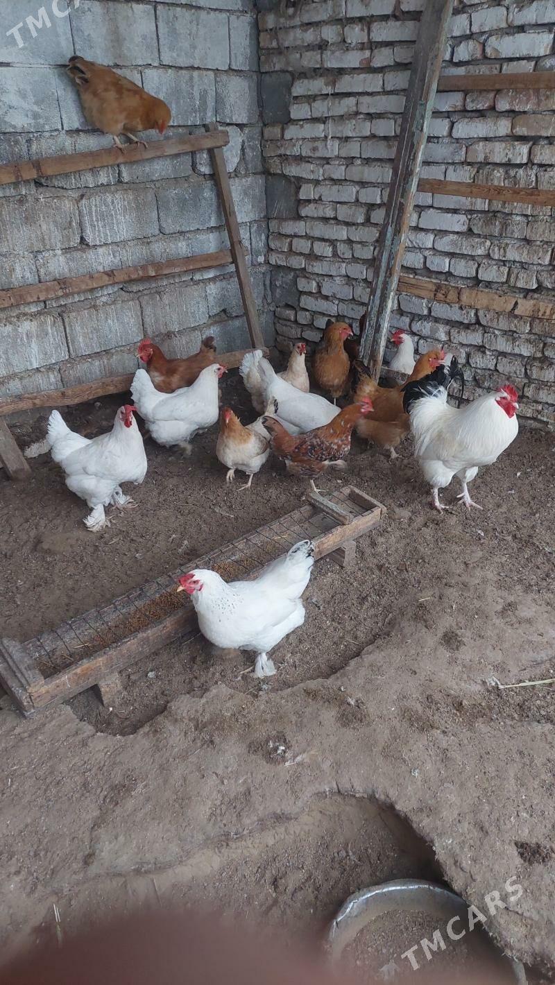 towuk - Bagyr - img 1