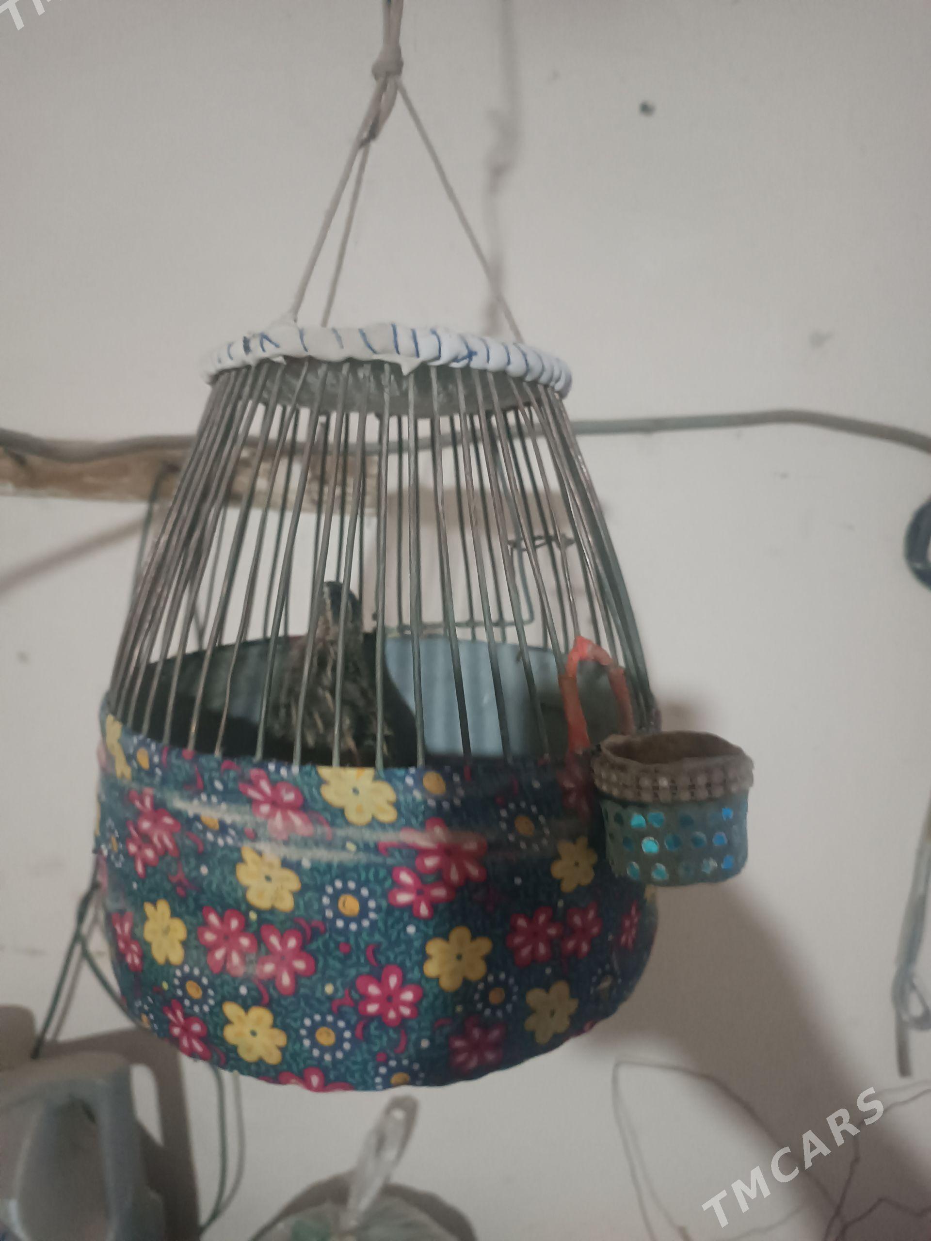 бедене bedene - Чарджоу - img 1