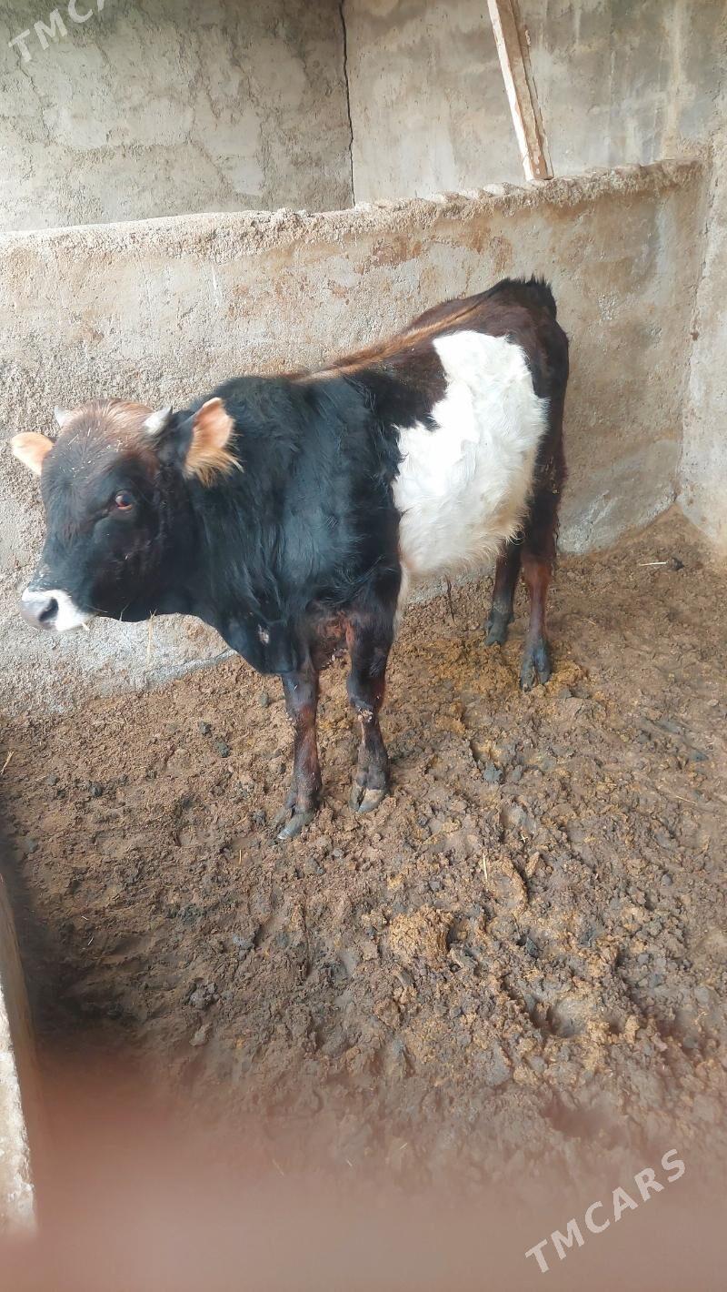 Okuz - Багир - img 1