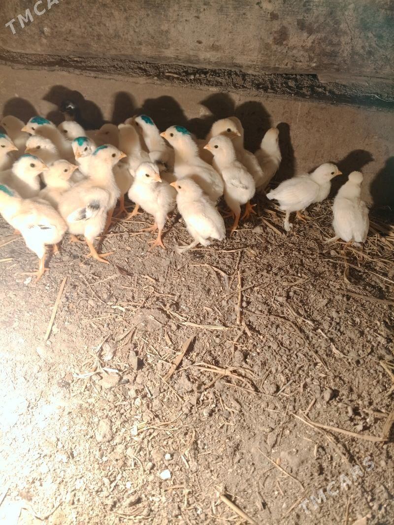 jujeler bayis - Фарап - img 1