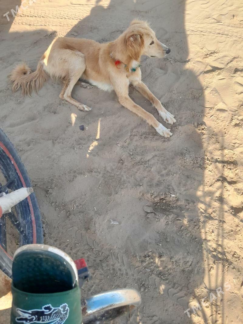 tazy - Эсенгулы - img 1