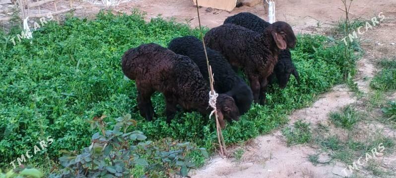 gysar guzu - Теджен - img 1