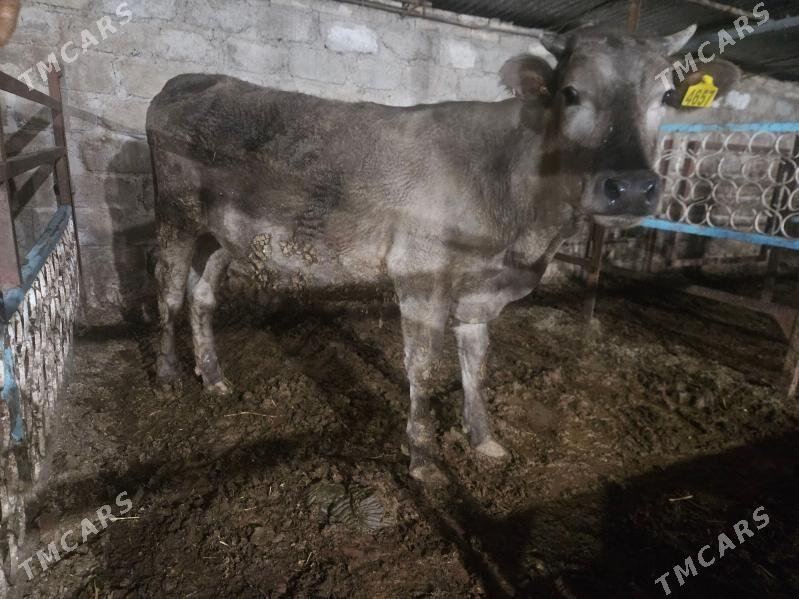 unajynlar - Туркменабат - img 1