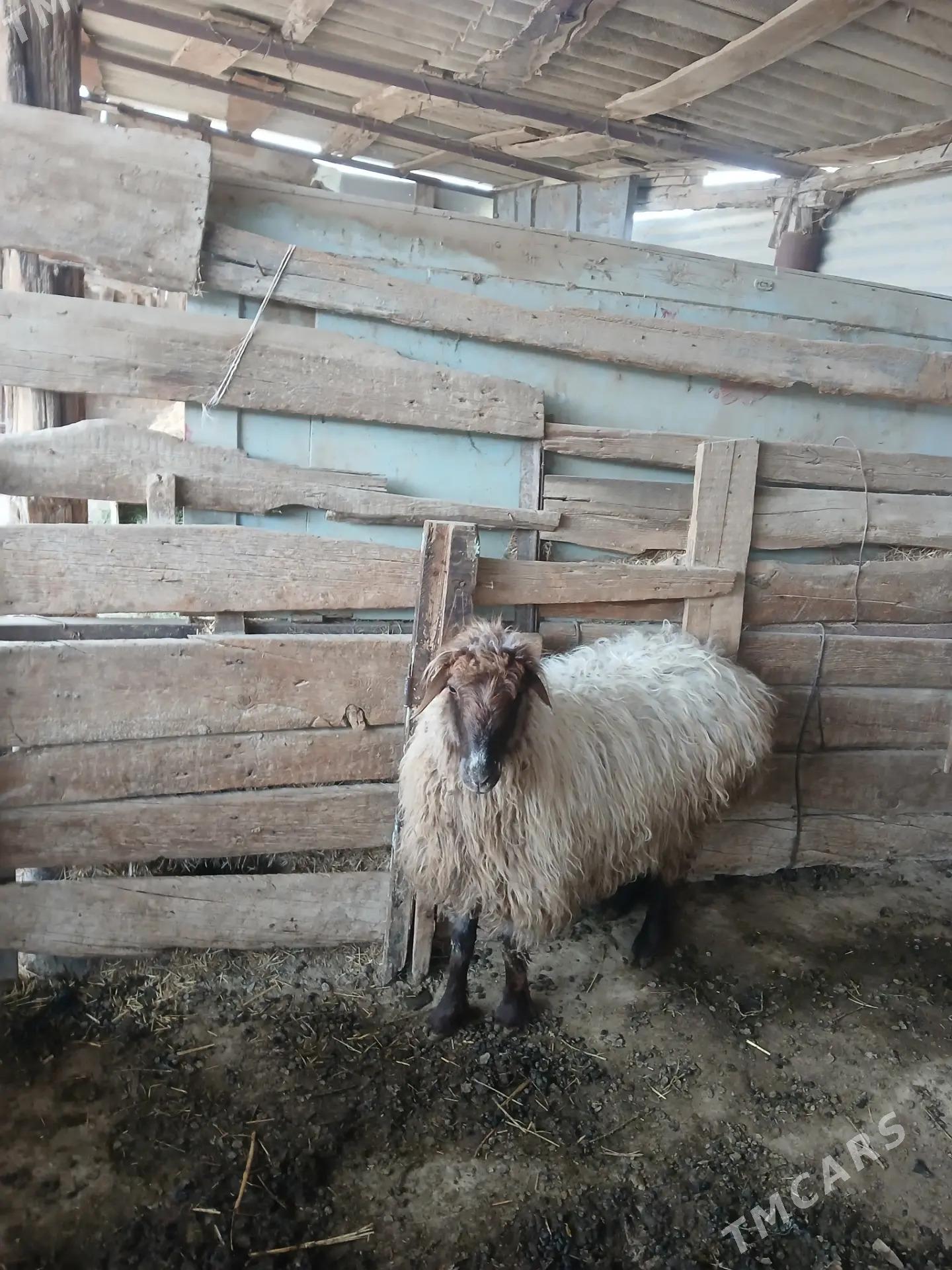 Issek - Бахарден - img 1