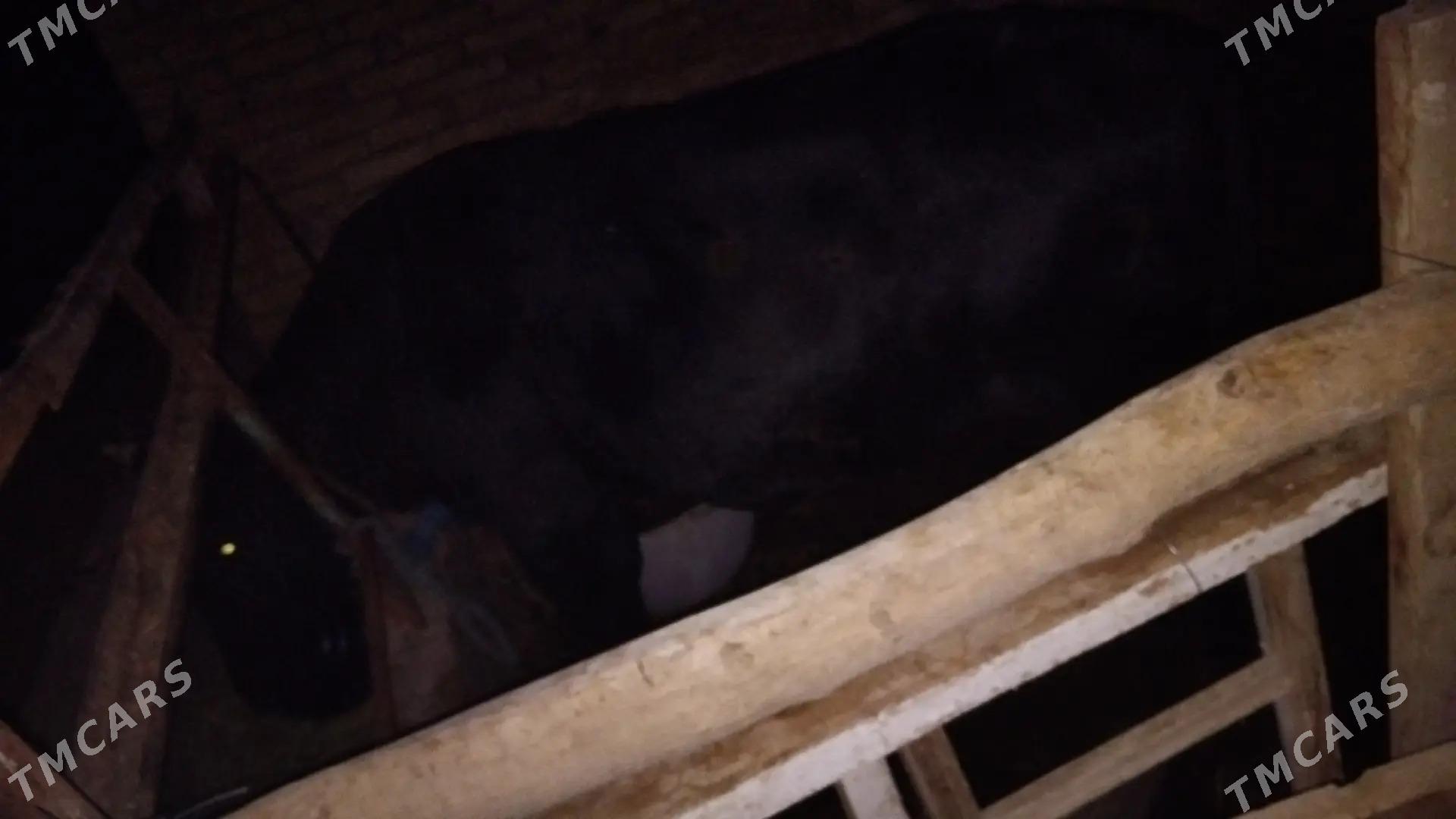 okuz - Дянев - img 1