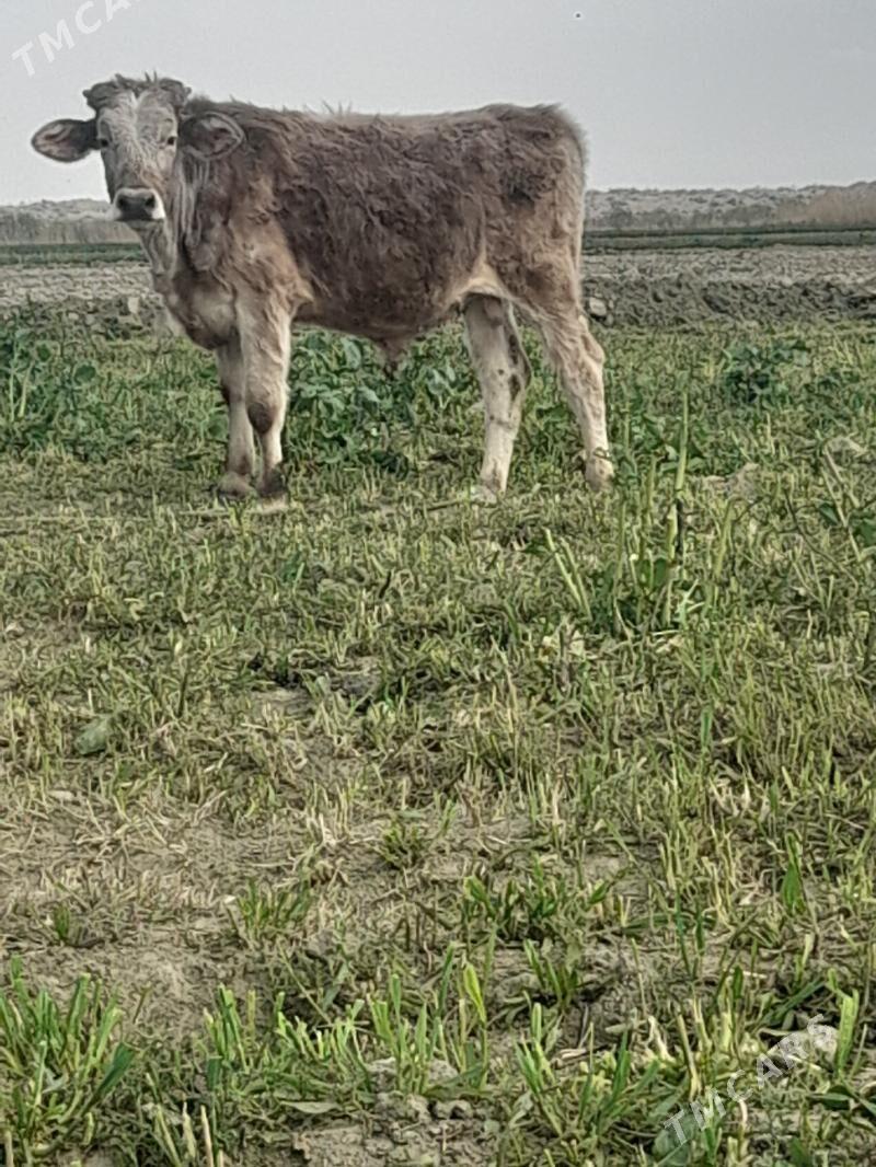 okuz - Бахарден - img 1