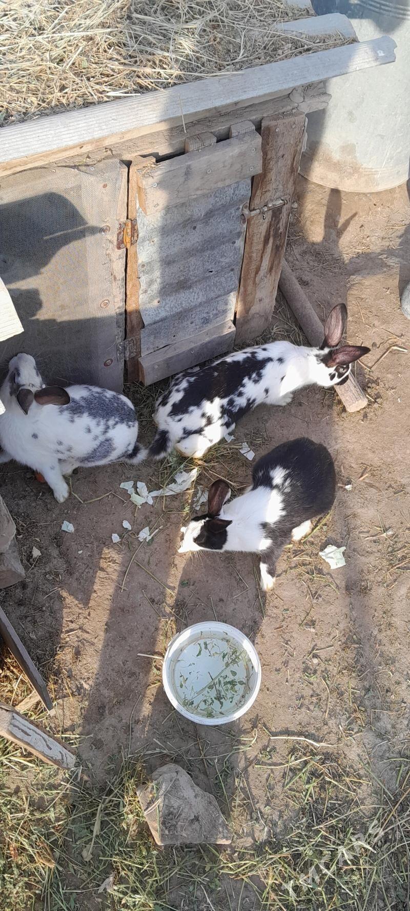 Towşanlar Pol welikan - Сакар - img 1