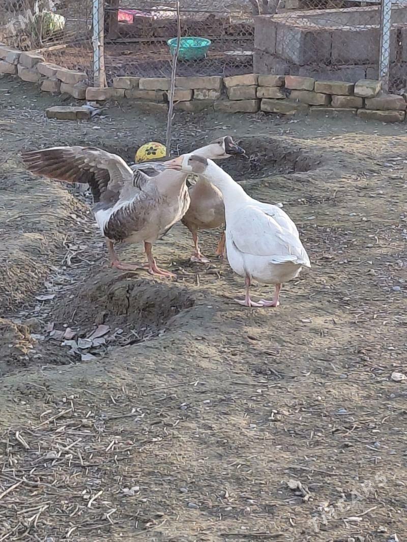 gus guwa gaz - Гёкдепе - img 1