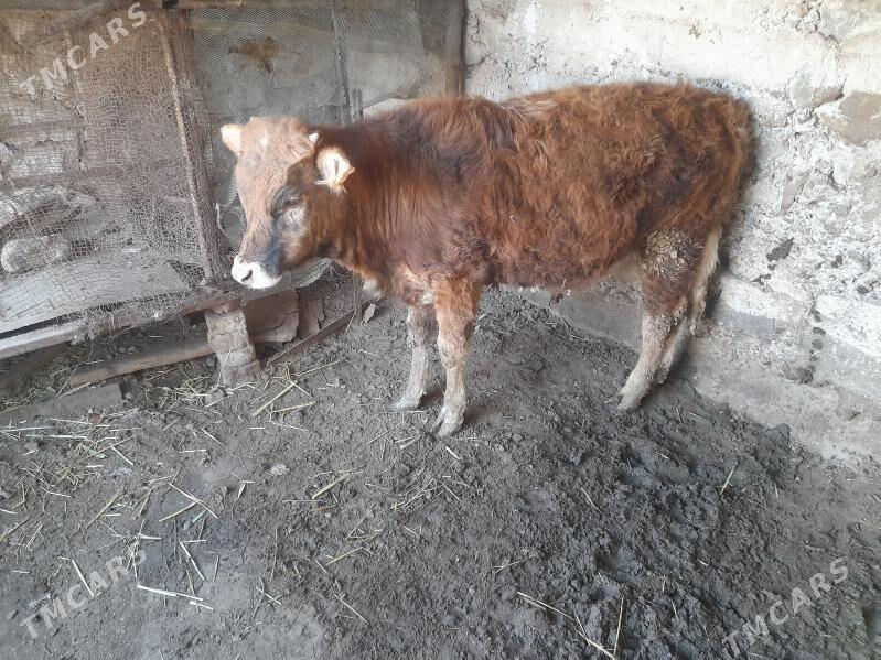 ökuz - Гызыларбат - img 1