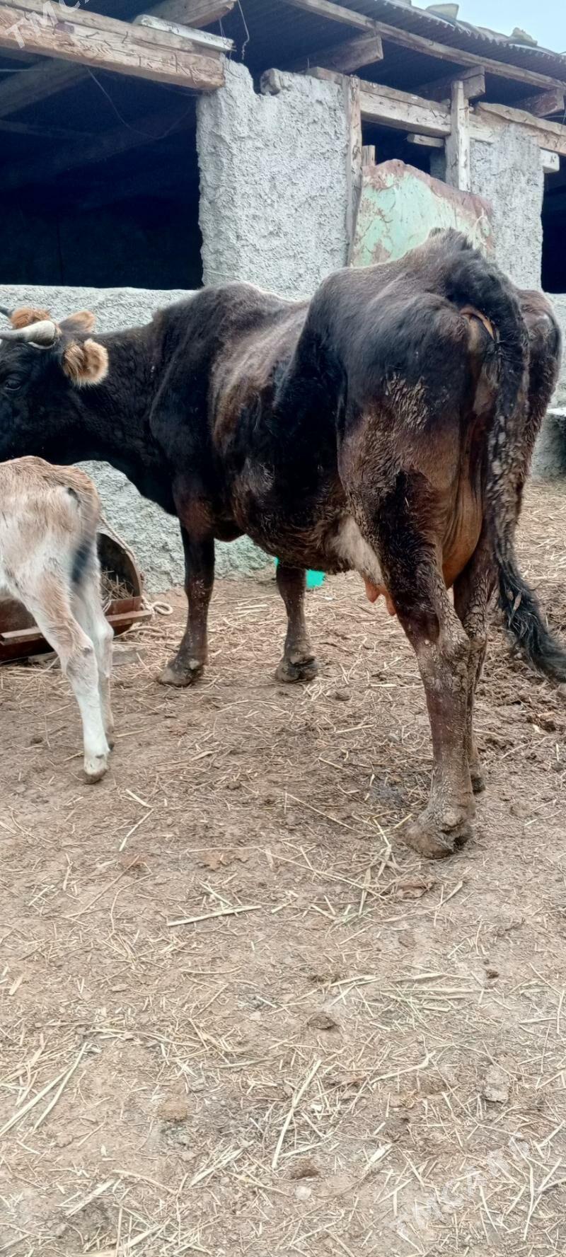 Göleli sygyr - Бахарден - img 1