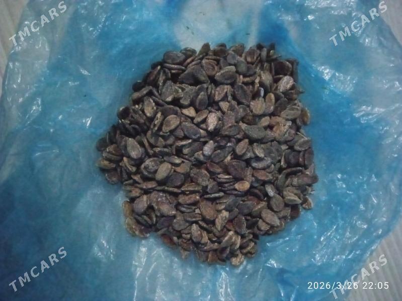 garpyz tohum - Ашхабад - img 1