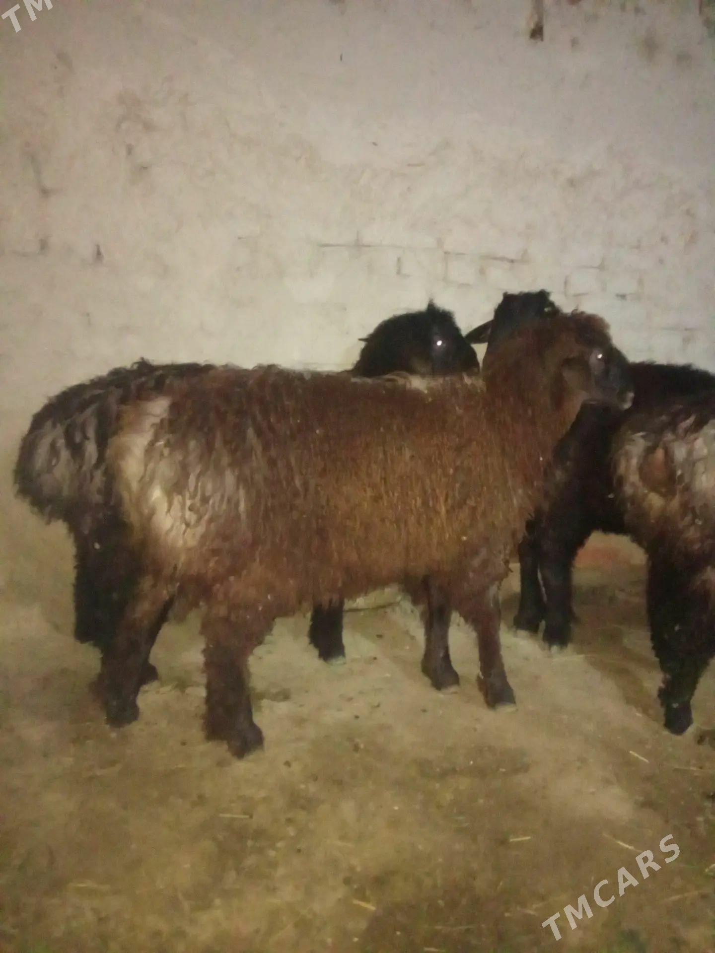 berre tokly - Bäherden - img 1