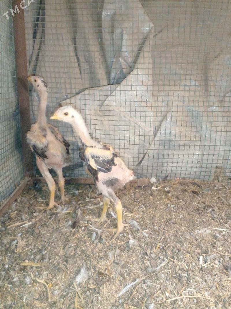 baYsow juje - Çärjew - img 1