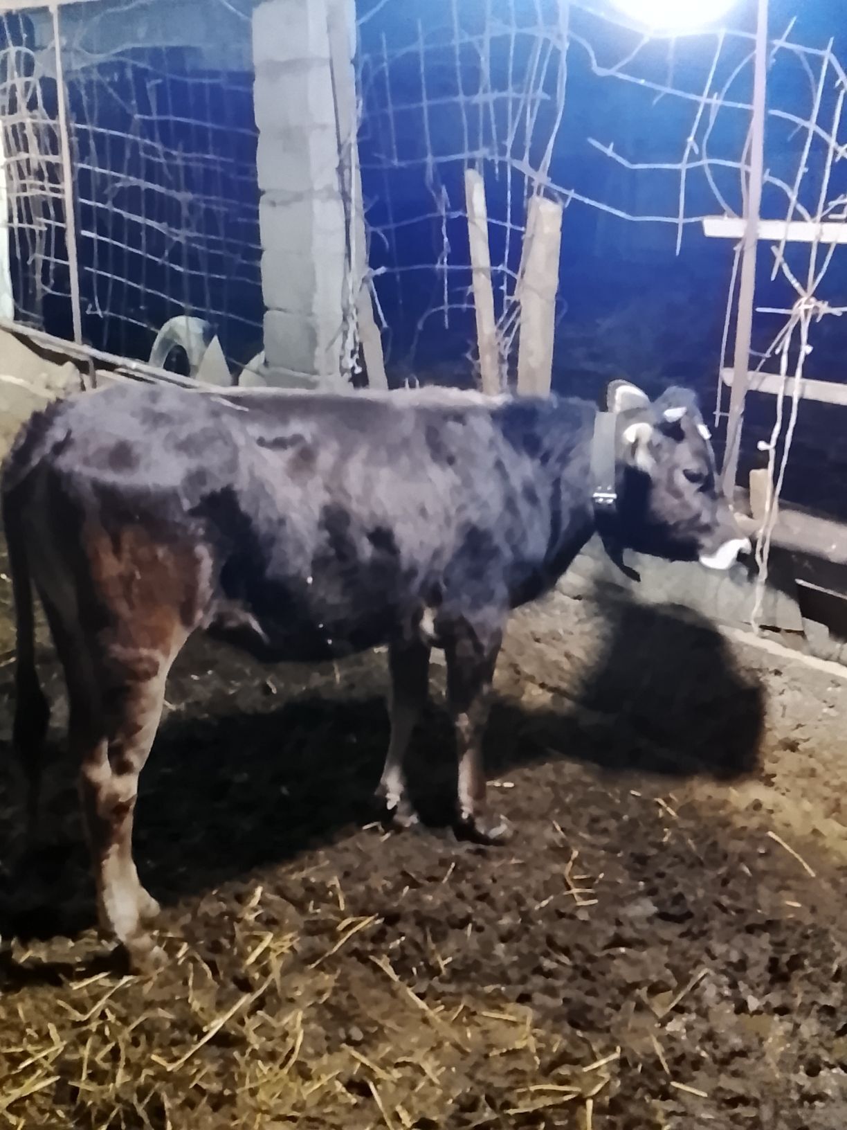 Göle - Gökdepe - img 1