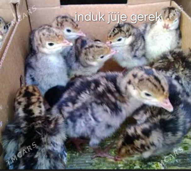 induk jüje g e r e k - Kaka - img 1