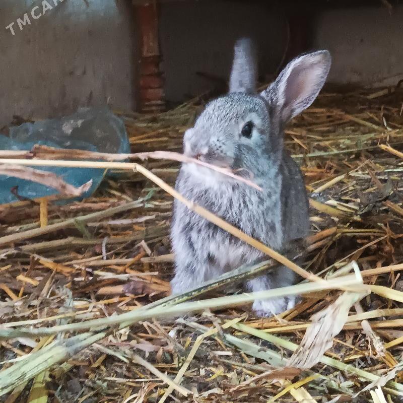 Towşan - Gurbansoltan Eje - img 1