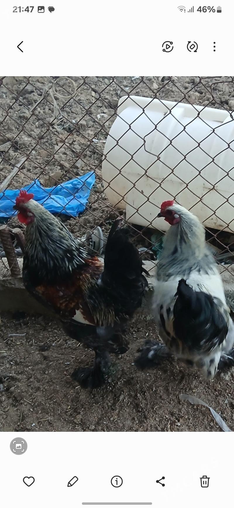 Horaz - Гёкдепе - img 1