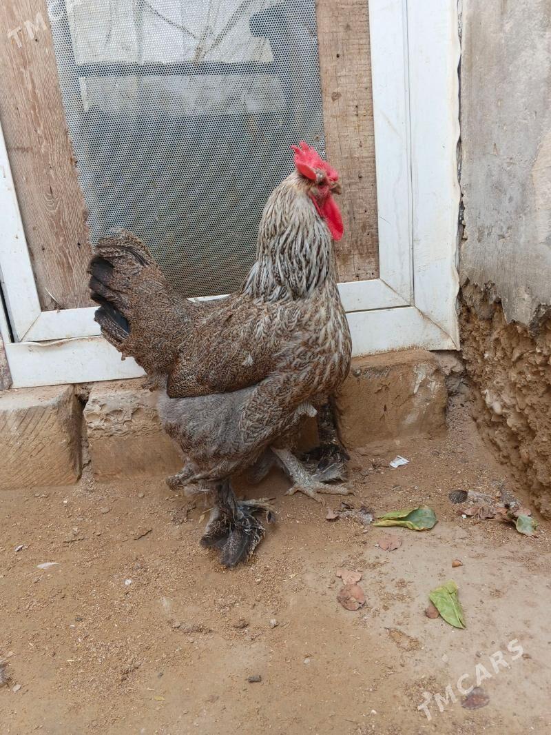 towyk - Джебел - img 1