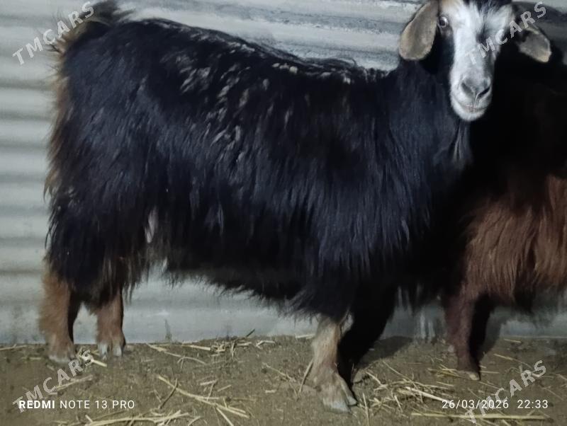 semiz geçi - Бахарден - img 1