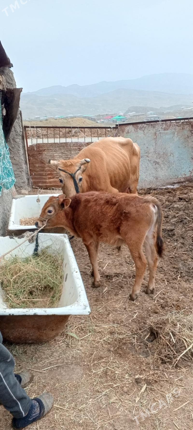 göleli sygyr - Bäherden - img 1