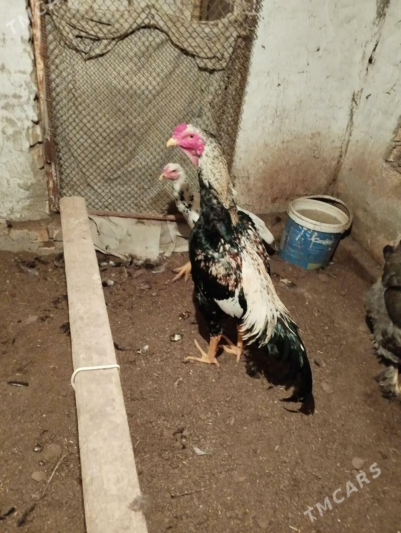 şamo gani taze 100$ - Керки - img 1