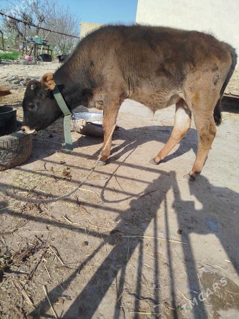 okuzce - Сакарчага - img 1