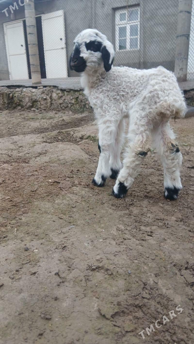 Madov guzy - Gyzylarbat - img 1