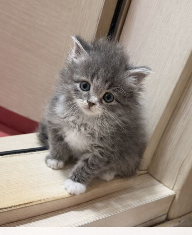 котенок порода - Ашхабад - img 1