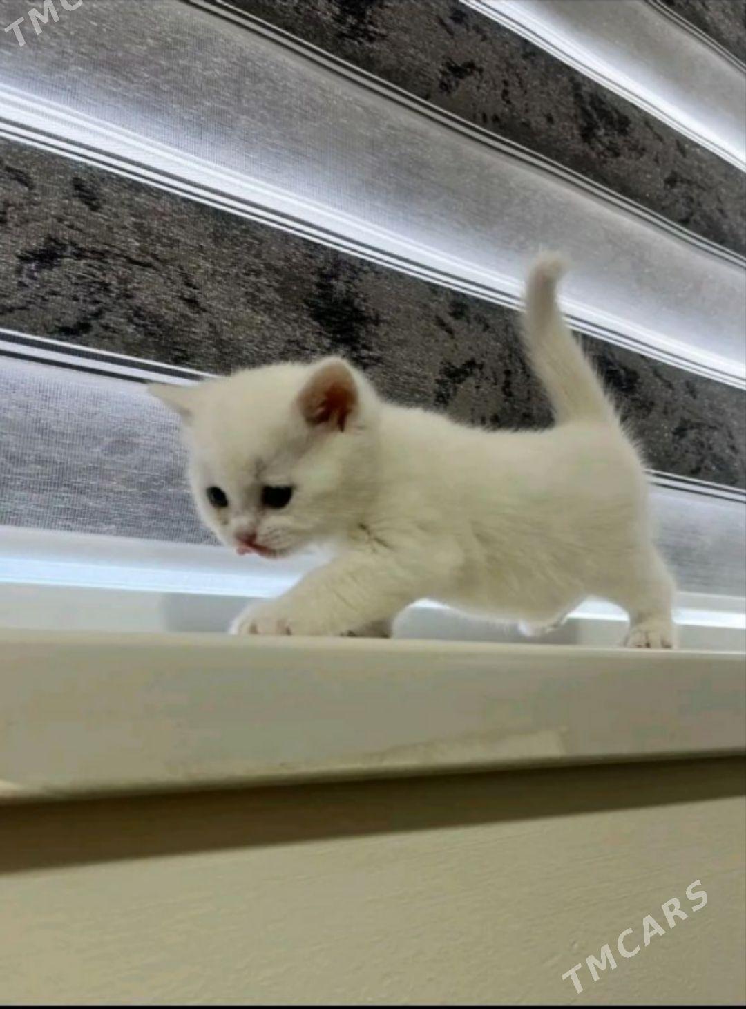 Şotlan Pisikler - Ak bugdaý etraby - img 1