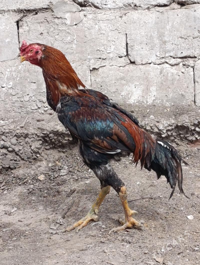 Azil horaz - Türkmenabat - img 1