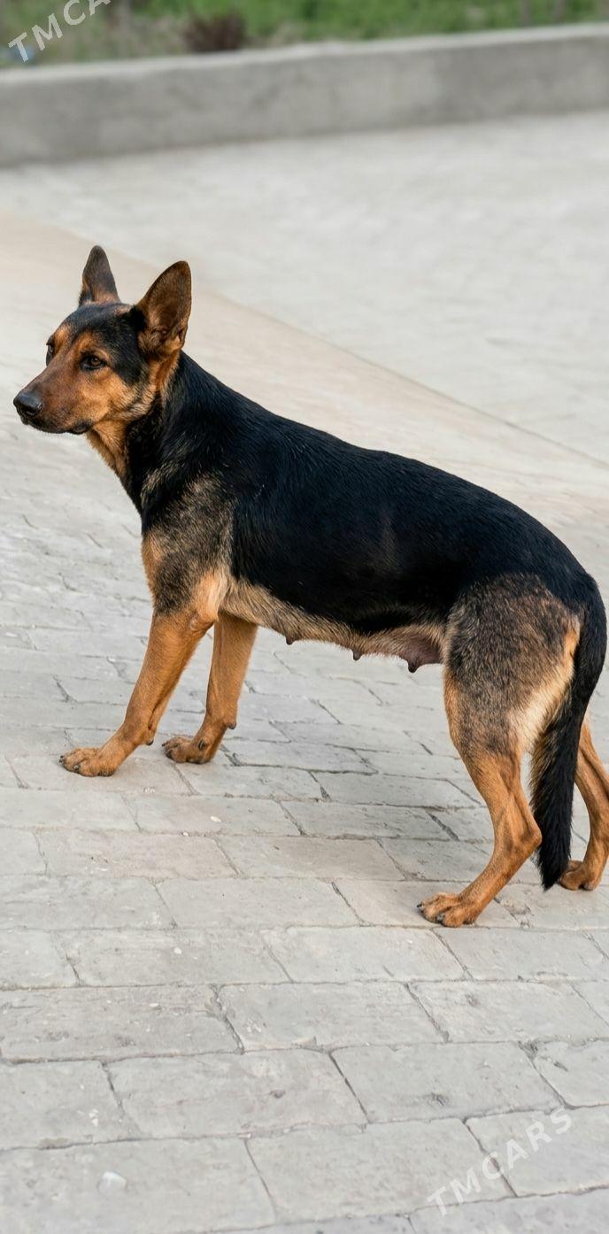 Afçarka Mercedes-Benz - Байрамали - img 1