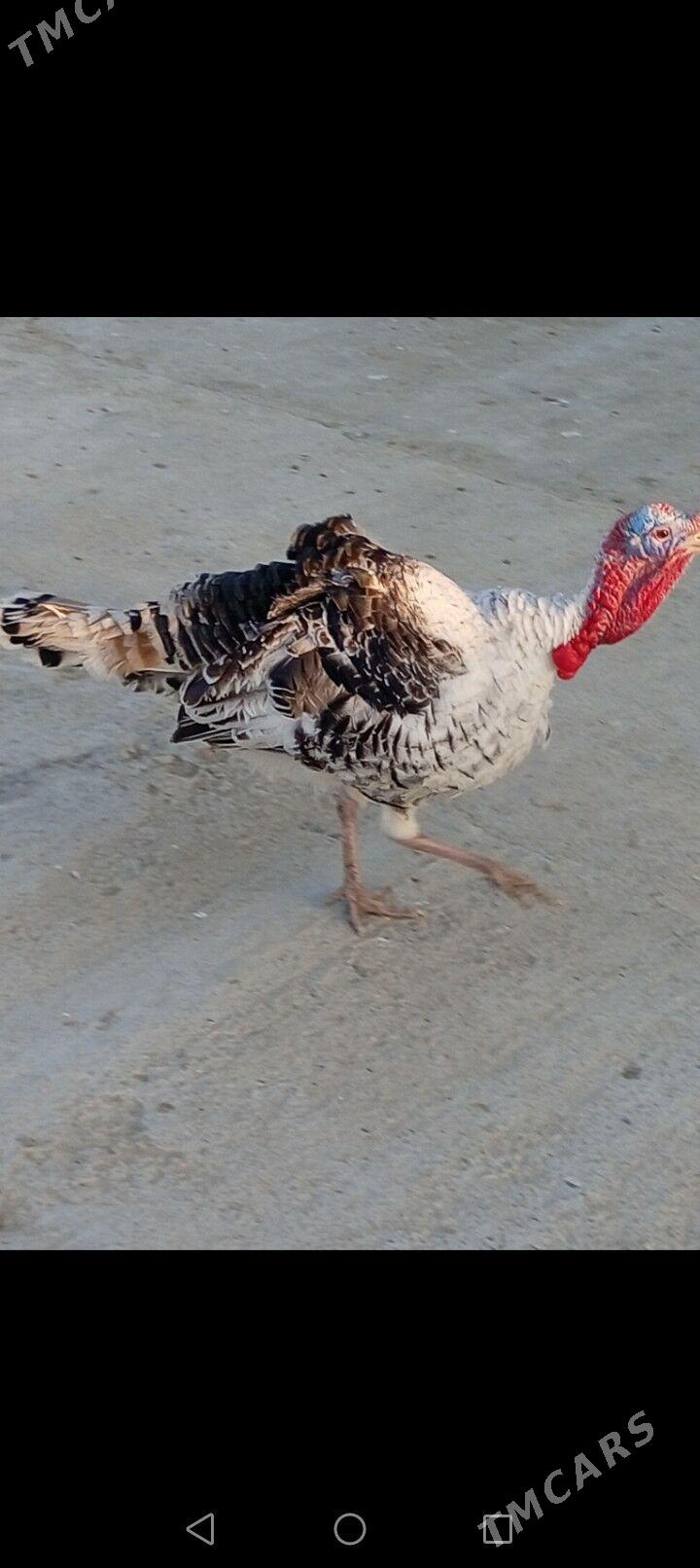 Induk - Берекет - img 1