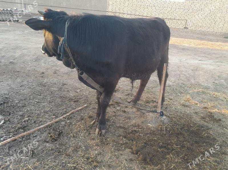 okuz - Baýramaly - img 1