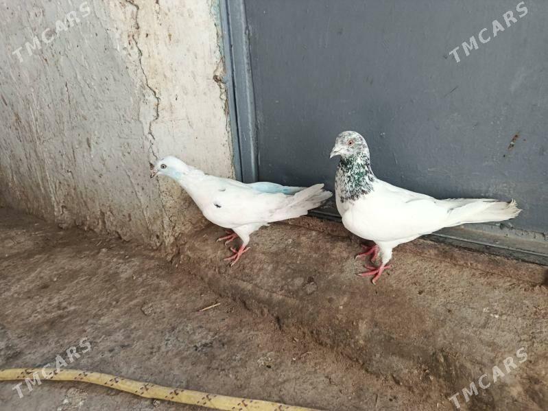 kepderi. - Gyzylarbat - img 1