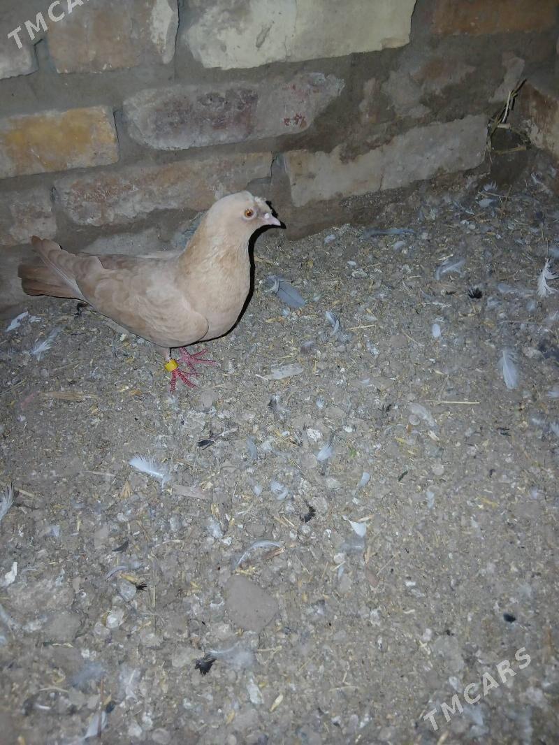 kepder - Чарджоу - img 1