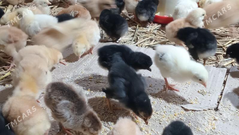 juje - Boldumsaz - img 1