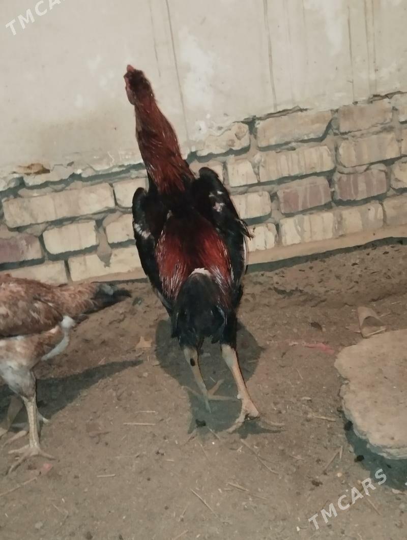 horaz - Дашогуз - img 1