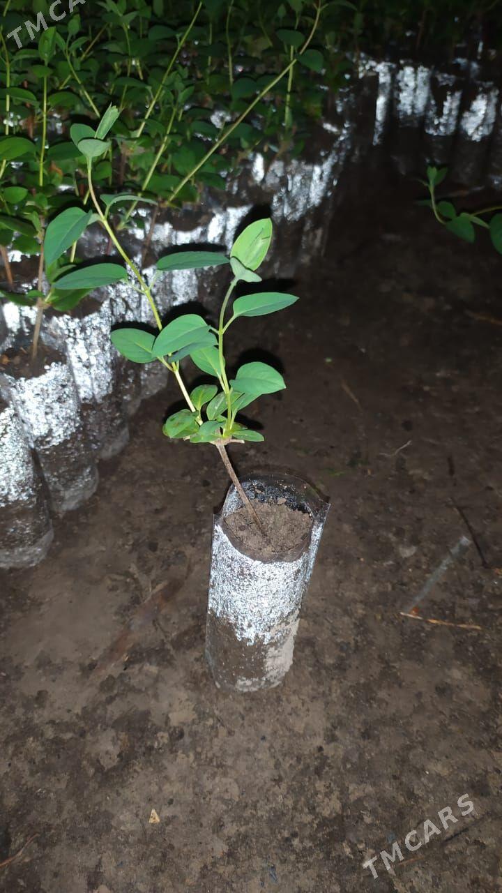 jasmin (жимолость) - Шабатский этрап - img 1